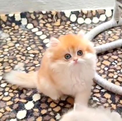 BRİTİSH LONGHAİR KEDİSİ