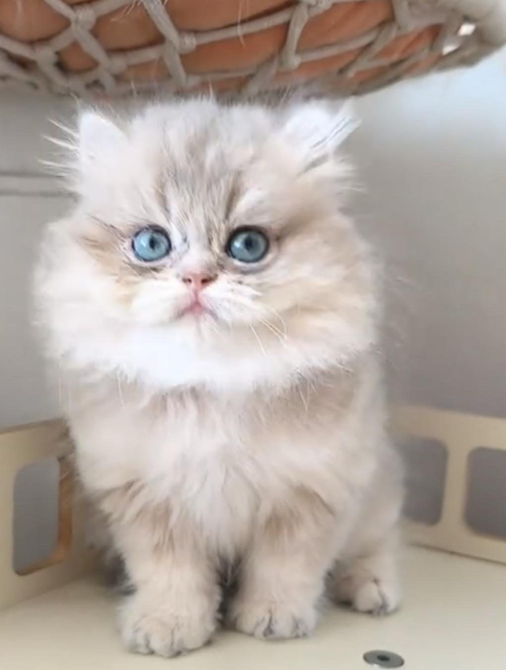 BRİTİSH LONGHAİR KEDİSİ
