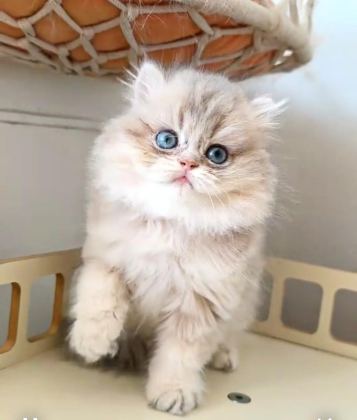BRİTİSH LONGHAİR KEDİSİ