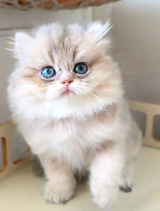 BRİTİSH LONGHAİR KEDİSİ