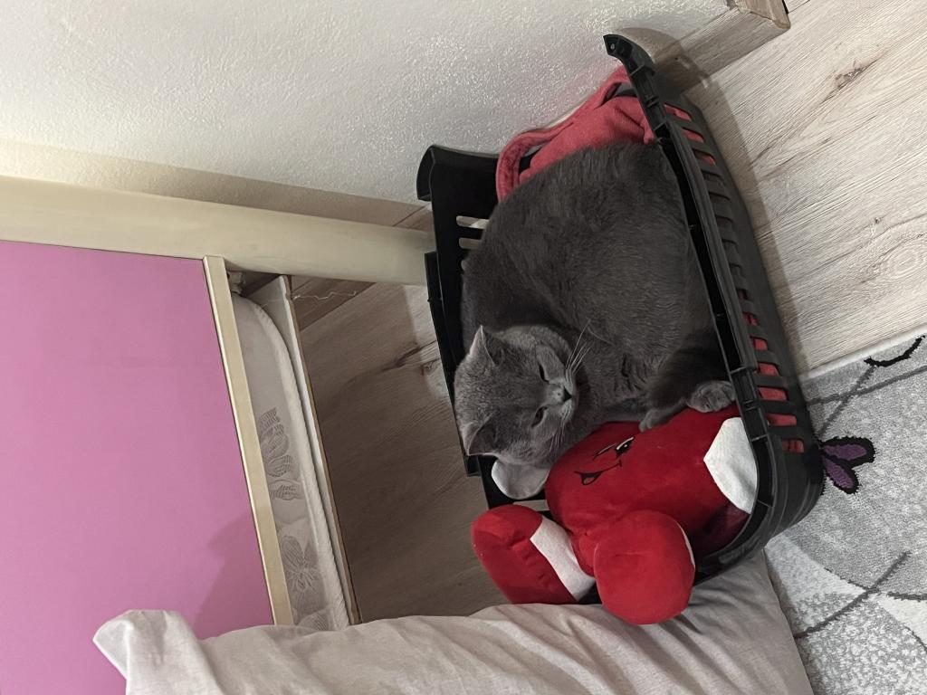 BRİTİSH SHORTHAİR KEDİSİ 1 YAŞINDA