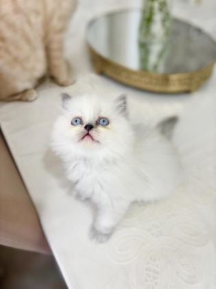 BLUEPOİNT BRİTİSH LONGHAİR