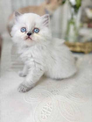 BLUEPOİNT BRİTİSH LONGHAİR