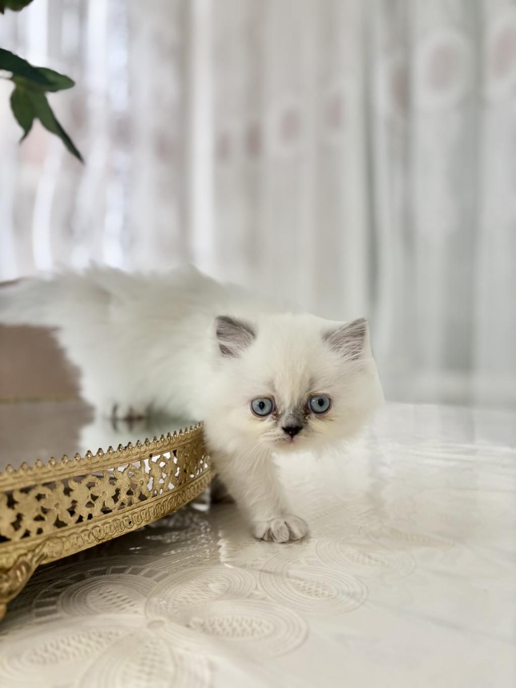 BLUEPOİNT BRİTİSH LONGHAİR