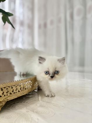 BLUEPOİNT BRİTİSH LONGHAİR