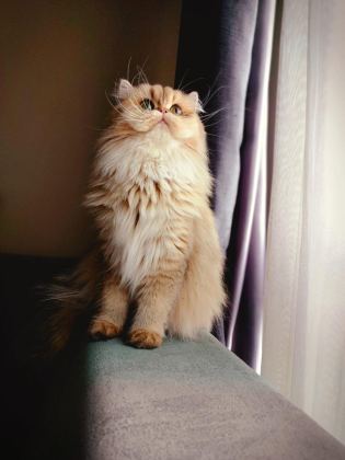 BRİTİSH GOLDEN DİŞİ