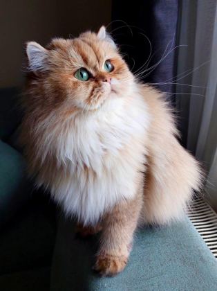 BRİTİSH GOLDEN DİŞİ
