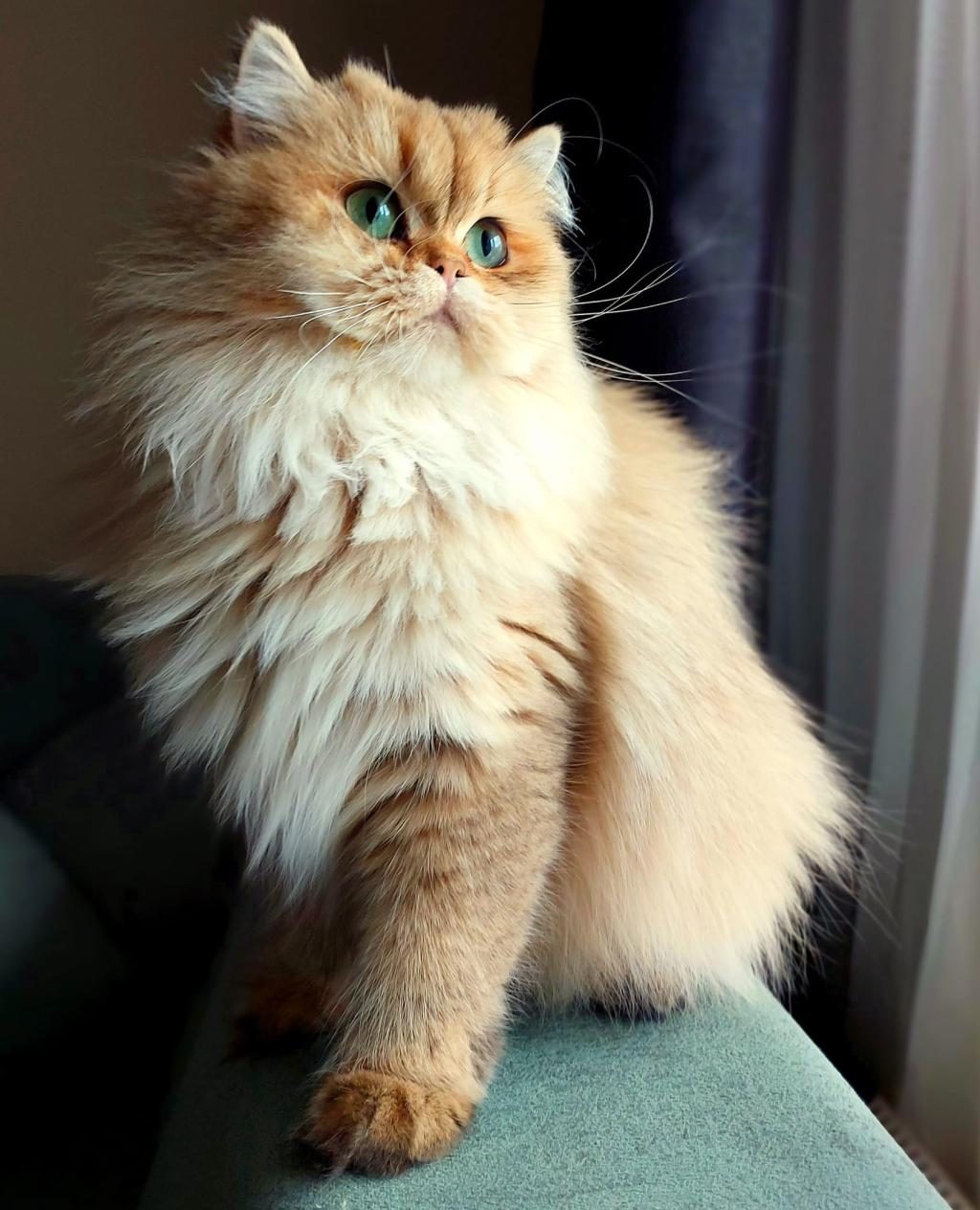 BRİTİSH GOLDEN DİŞİ