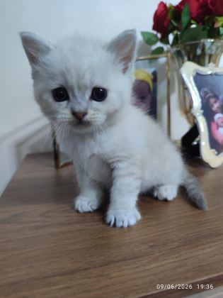 BRİTİSH KARDEŞLER