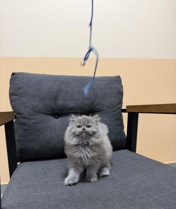 BRİTİSH LONGHAİR YAVRU KEDİMİZ