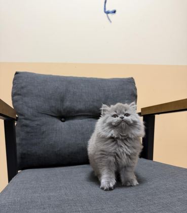BRİTİSH LONGHAİR YAVRU KEDİMİZ