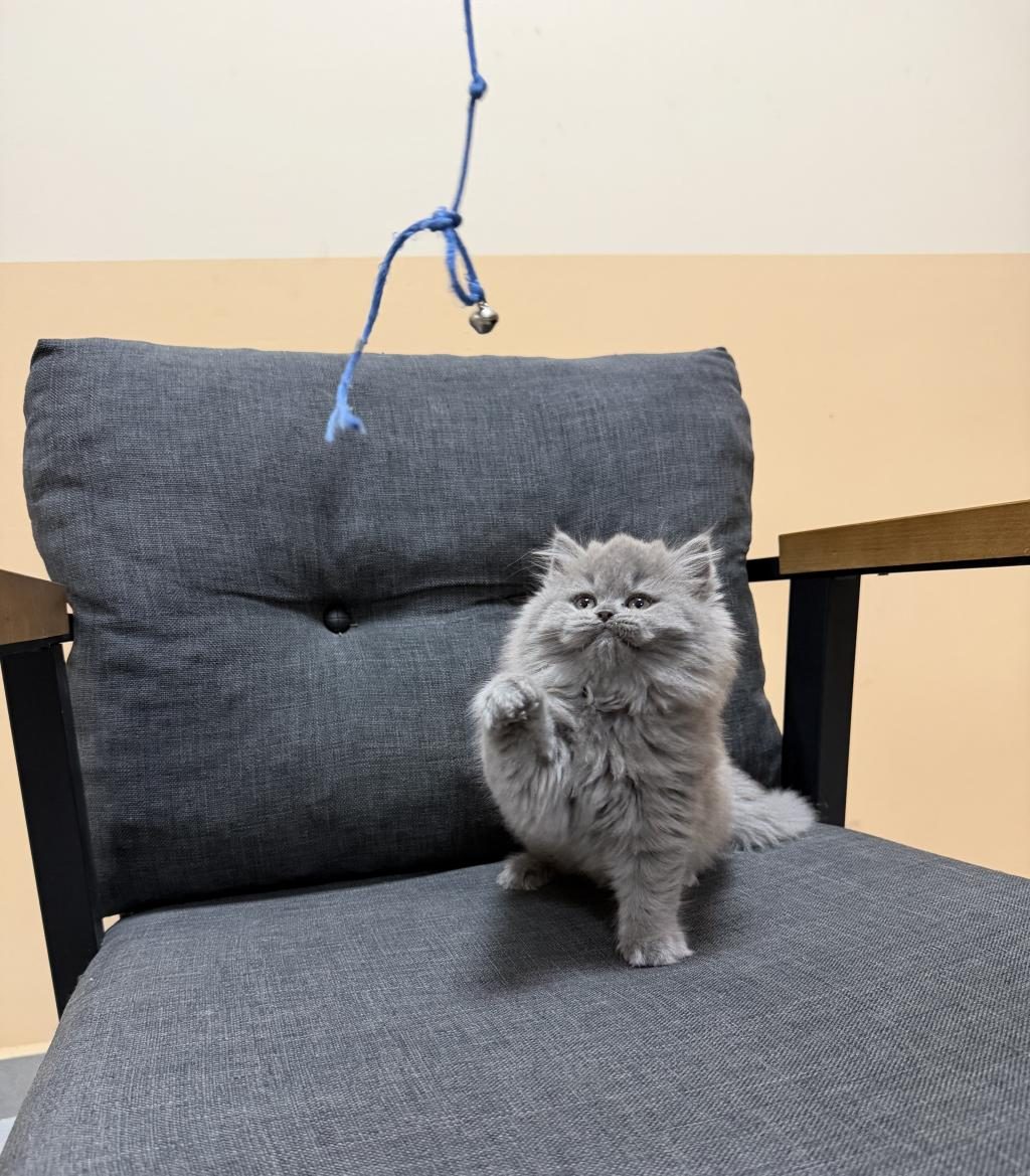 BRİTİSH LONGHAİR YAVRU KEDİMİZ