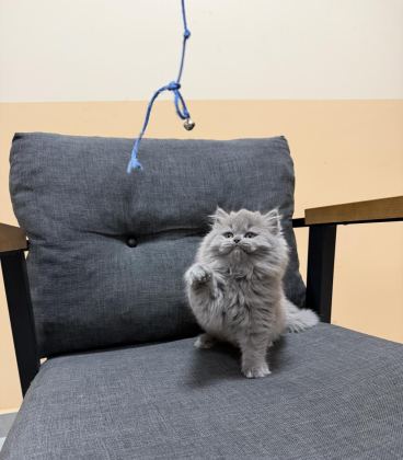 BRİTİSH LONGHAİR YAVRU KEDİMİZ