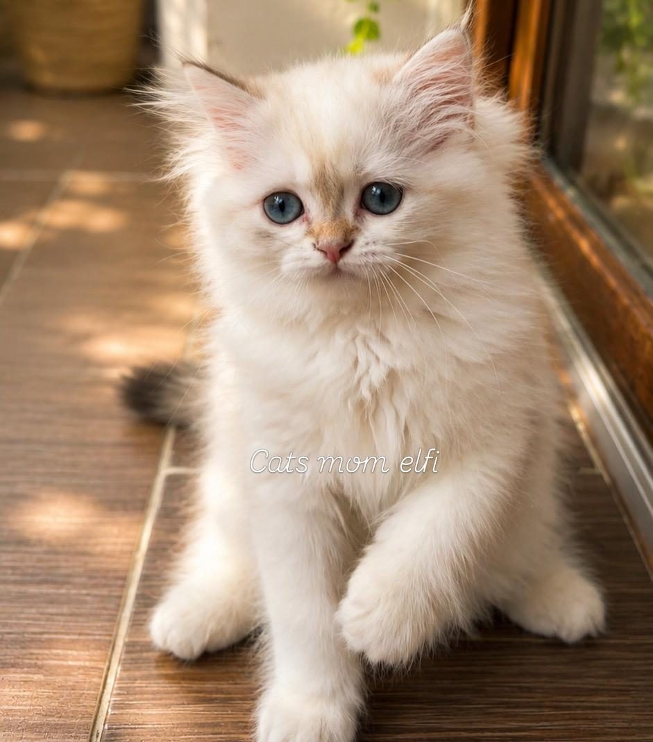 PRENSES BRİTİSH LONGHAİR KEDİMİZ ÇORAP