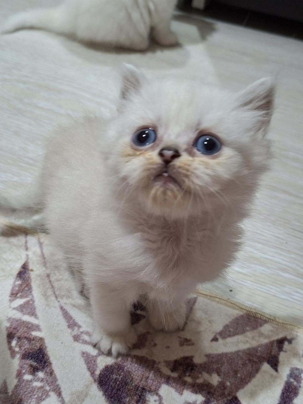 TATLI GOFRET BRİTİSH LONGHAİR YUVASINDA