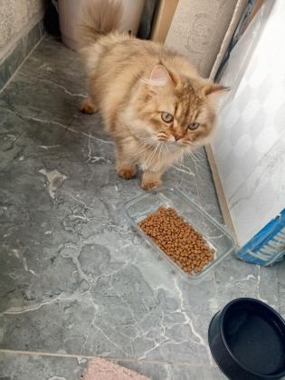 ÜCRETSİZ BRİTİSH LONGHAİR 10 AYLIK