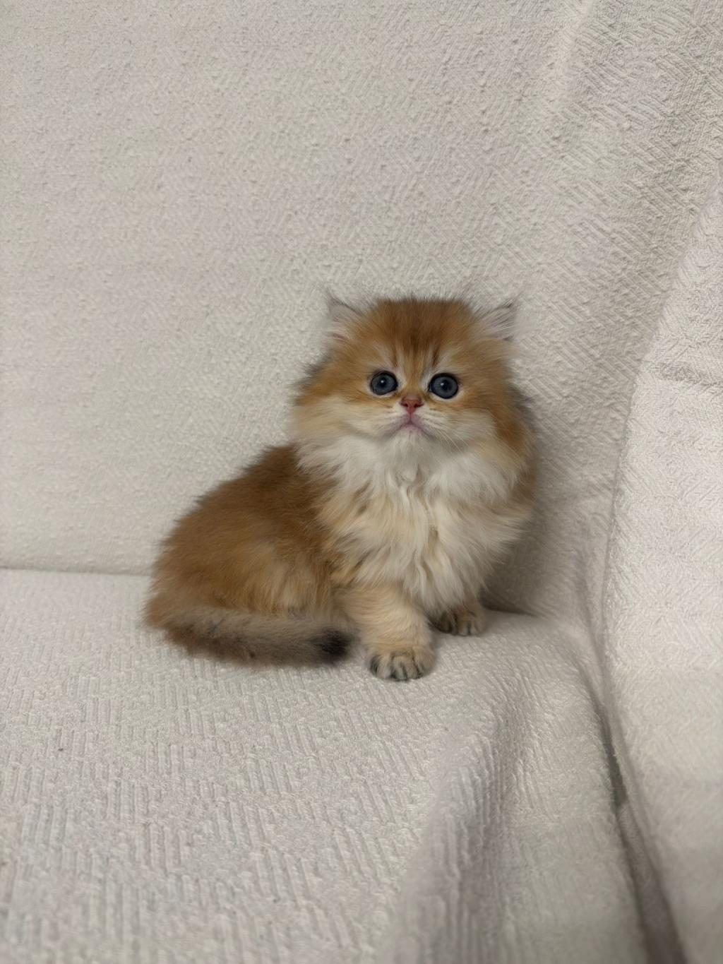 GOLDEN BRİTİSH LONGHAİR