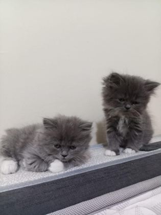 37 GÜNLÜK KEDİLER MAMA VE TUVALET EĞİTİMLERİ VAR