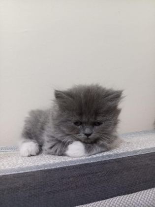 37 GÜNLÜK KEDİLER MAMA VE TUVALET EĞİTİMLERİ VAR