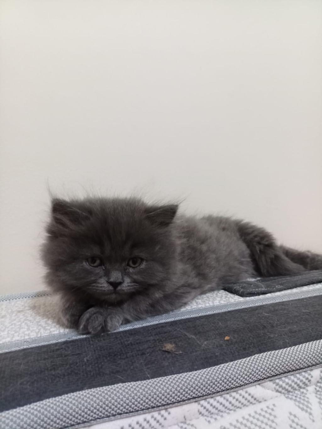 37 GÜNLÜK KEDİLER MAMA VE TUVALET EĞİTİMLERİ VAR