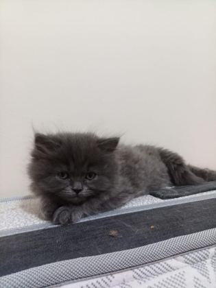 37 GÜNLÜK KEDİLER MAMA VE TUVALET EĞİTİMLERİ VAR