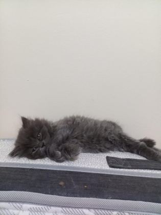 37 GÜNLÜK KEDİLER MAMA VE TUVALET EĞİTİMLERİ VAR