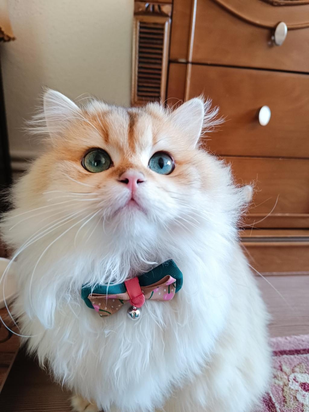 SAHİPLENDİRME BRİTİSH LONGHAİR KEDİMİZ