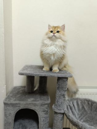 SAHİPLENDİRME BRİTİSH LONGHAİR KEDİMİZ