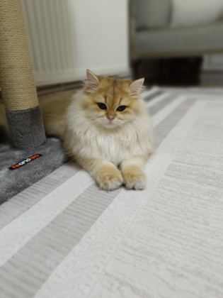 SAHİPLENDİRME BRİTİSH LONGHAİR KEDİMİZ