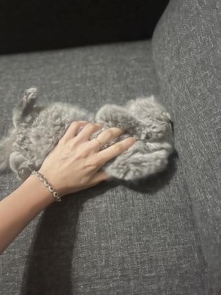 SAFKAN BRİTİSH LONGHAİR YAVRUMUZA SEVGİ DOLU YENİ YUVA