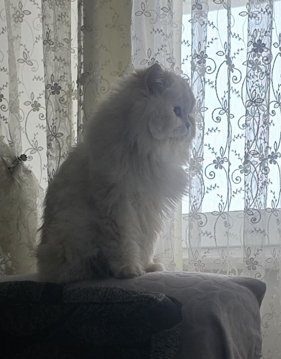 ÖMÜRLÜK YUVA BRİTİSH LONGHAİR KEDİSİ