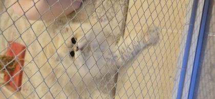 ÖMÜRLÜK YUVA BRİTİSH LONGHAİR KEDİSİ