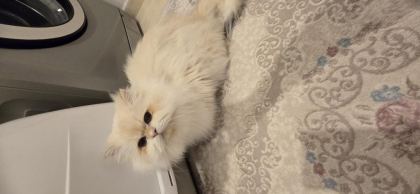 ÖMÜRLÜK YUVA BRİTİSH LONGHAİR KEDİSİ