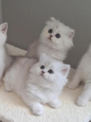 BRİTİSH LONGHAİR DİŞİ