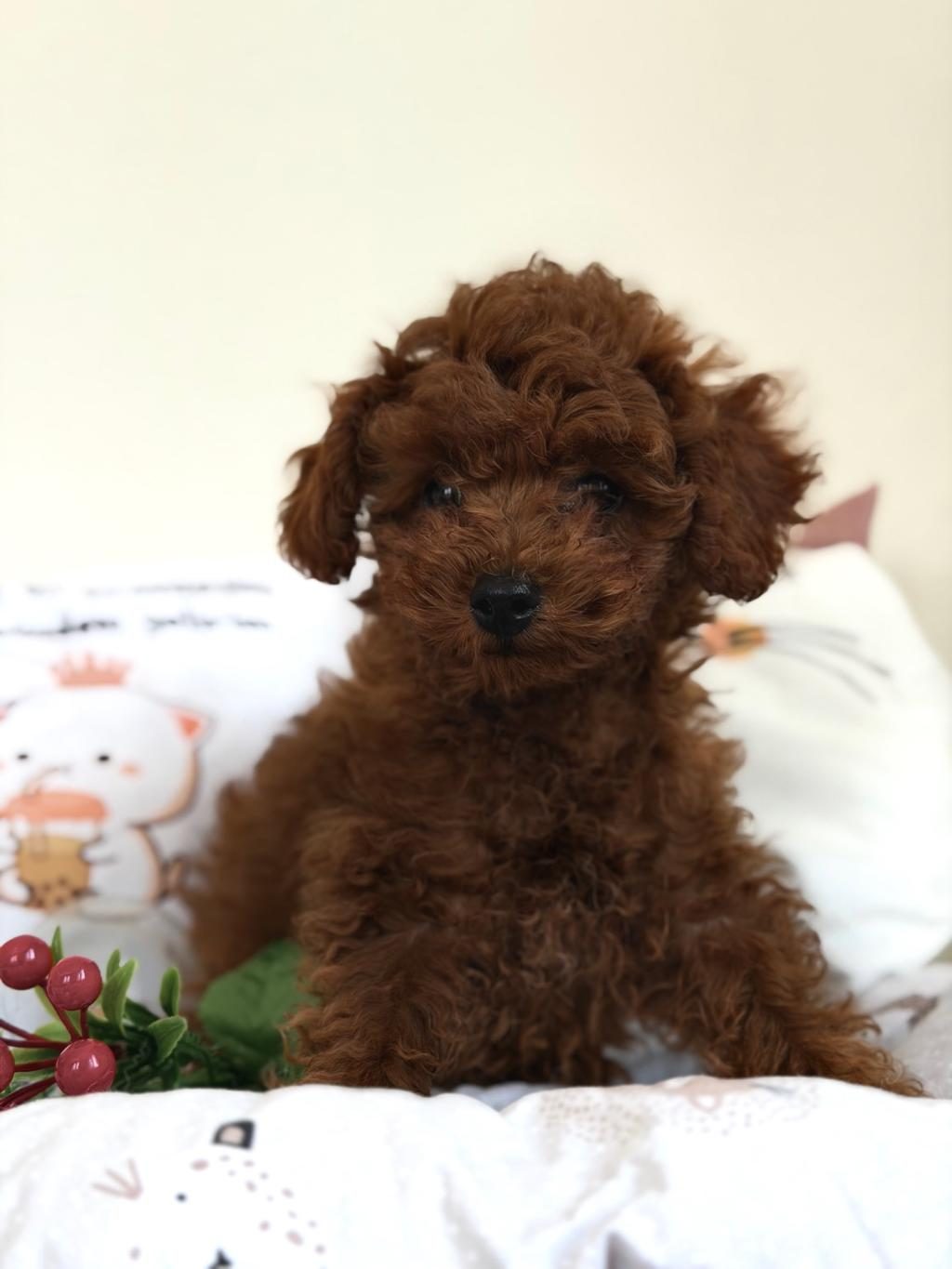 KORE DİŞİ POODLE BEBEĞİMİZ