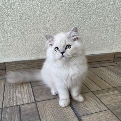 SEVGİ DOLU YAKIŞIKLI BRİTİSH LONGHAİR OĞLUMUZ