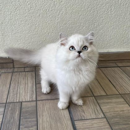 SEVGİ DOLU YAKIŞIKLI BRİTİSH LONGHAİR OĞLUMUZ