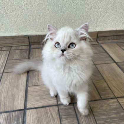 SEVGİ DOLU YAKIŞIKLI BRİTİSH LONGHAİR OĞLUMUZ