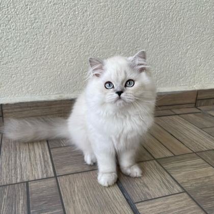 SEVGİ DOLU YAKIŞIKLI BRİTİSH LONGHAİR OĞLUMUZ