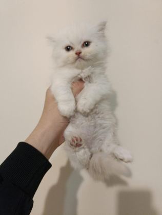 ERKEK BRİTİSH LONGHAİR AYICIK SURAT BEBEK