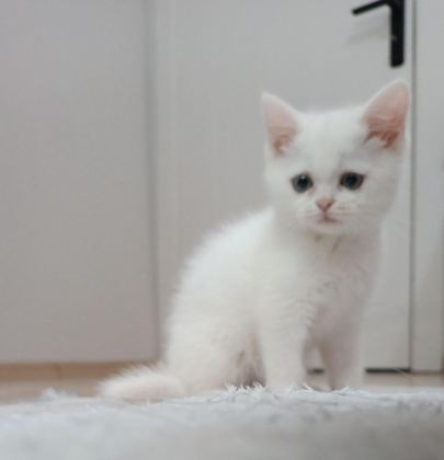 MAVİŞ PRENSES KEDİMİZ