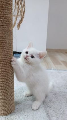 MAVİŞ PRENSES KEDİMİZ