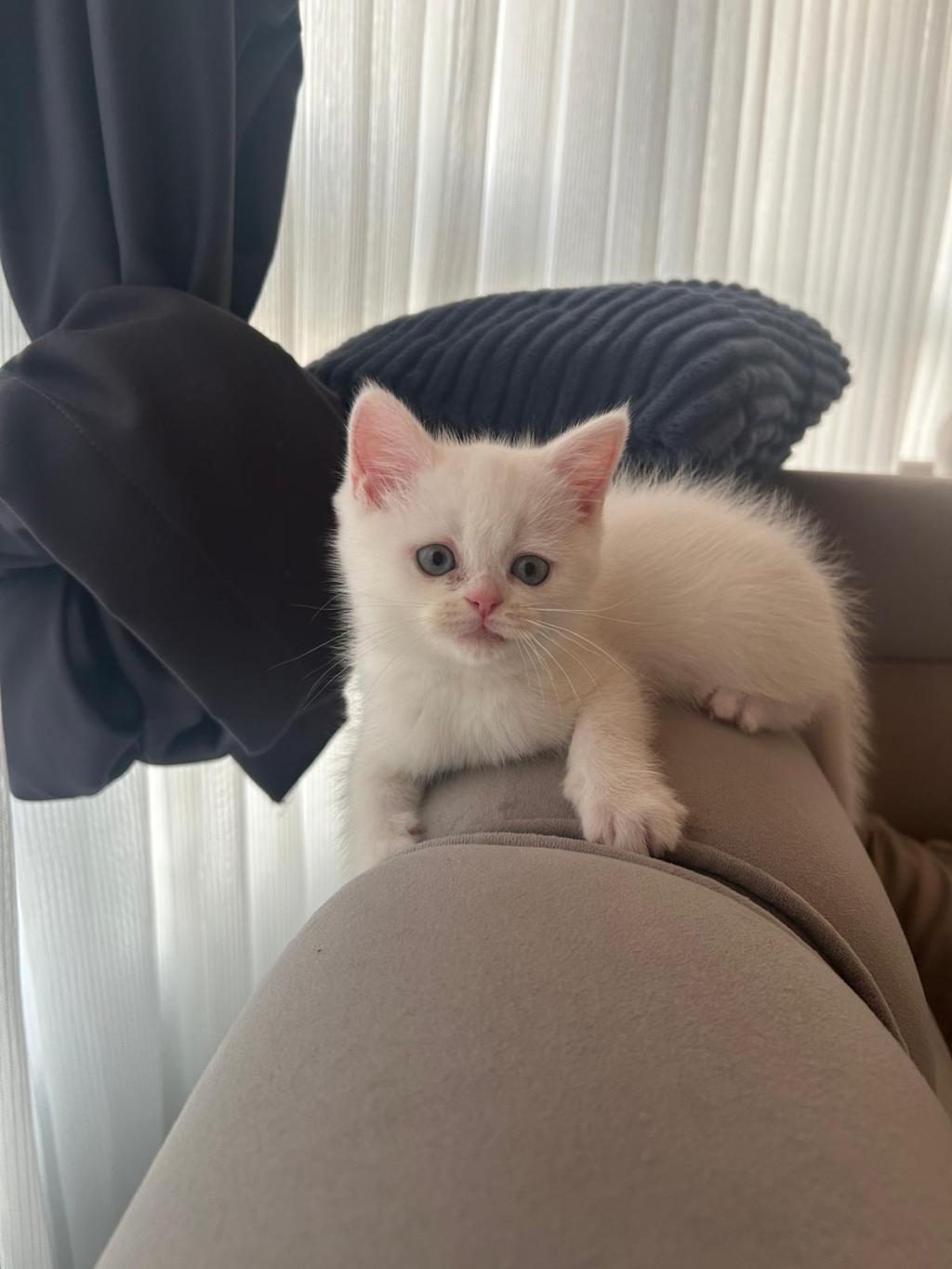 MAVİŞ PRENSES KEDİMİZ