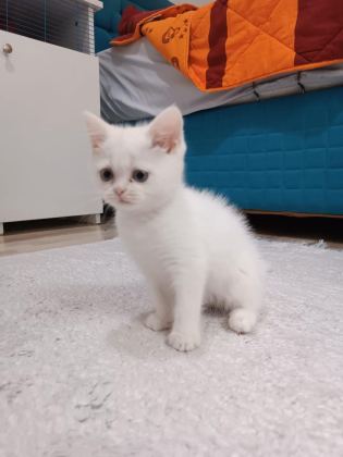 MAVİŞ PRENSES KEDİMİZ