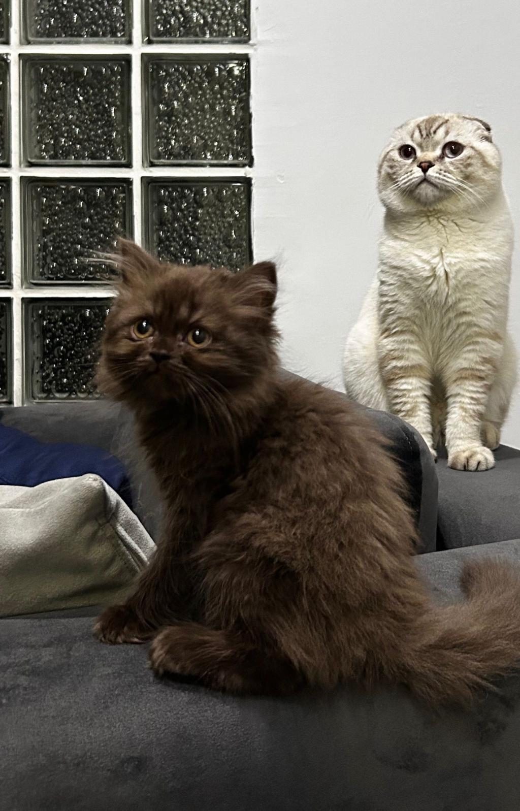 BRİTİSH LONGHAİR CİNNAMON CHOCOLATE