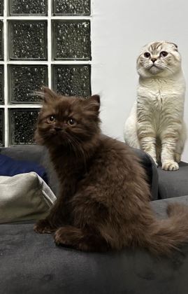 BRİTİSH LONGHAİR CİNNAMON CHOCOLATE