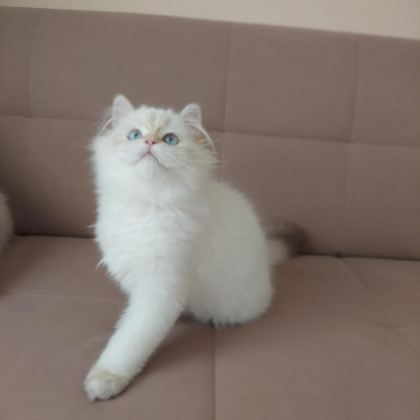 BRİTİSH LONGHAİR ERKEK