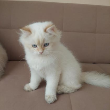 BRİTİSH LONGHAİR ERKEK