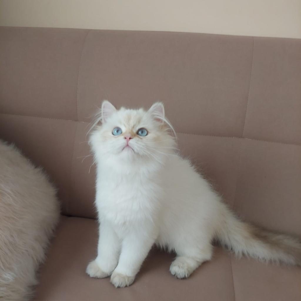 BRİTİSH LONGHAİR ERKEK