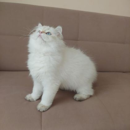 BRİTİSH LONGHAİR ERKEK